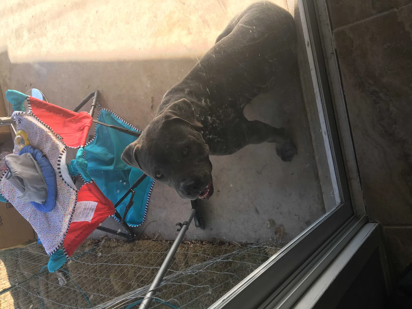Lost dog in San Antonio, TX, 78219