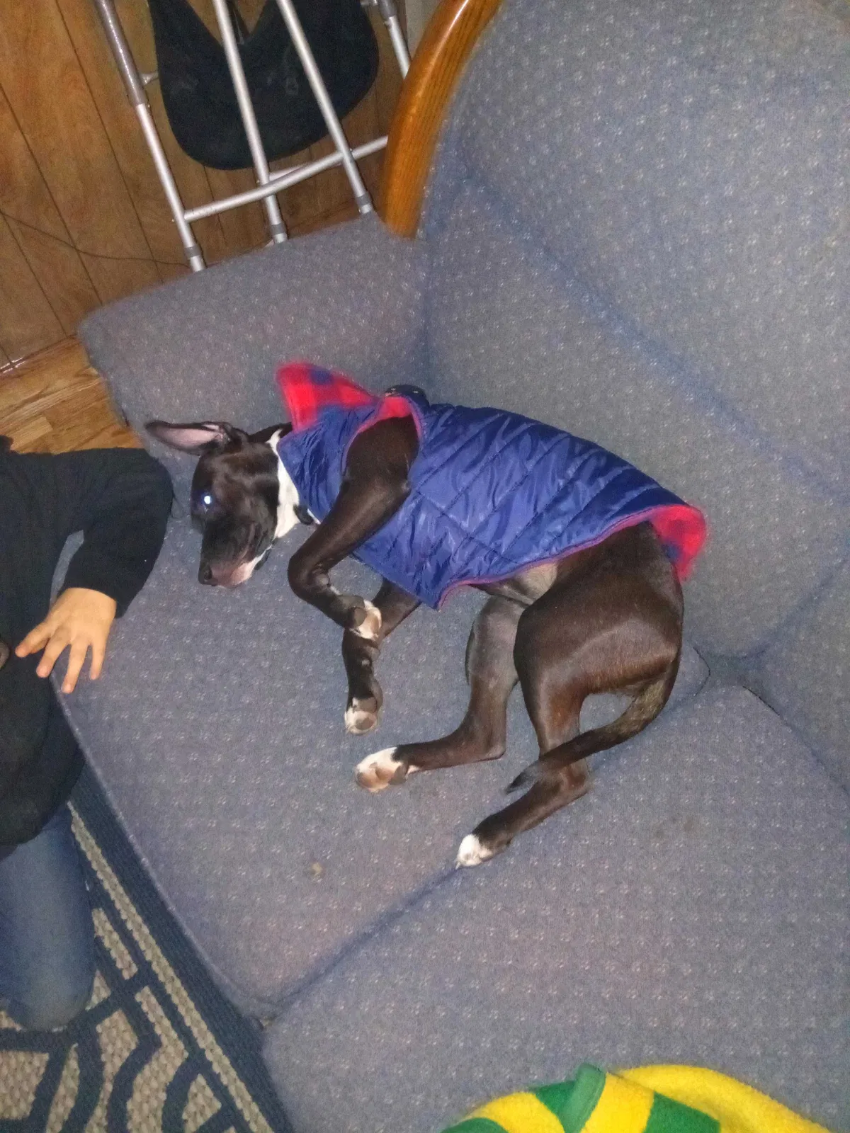 Lost dog in Flint, MI, 48505