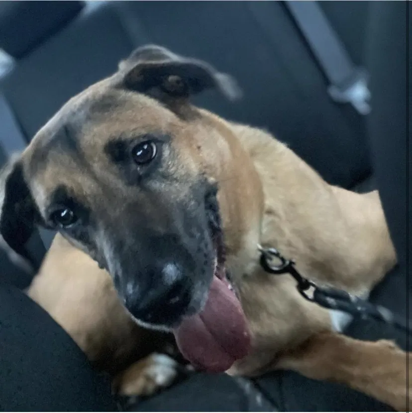 Lost dog in Windsor Mill, MD, 21244