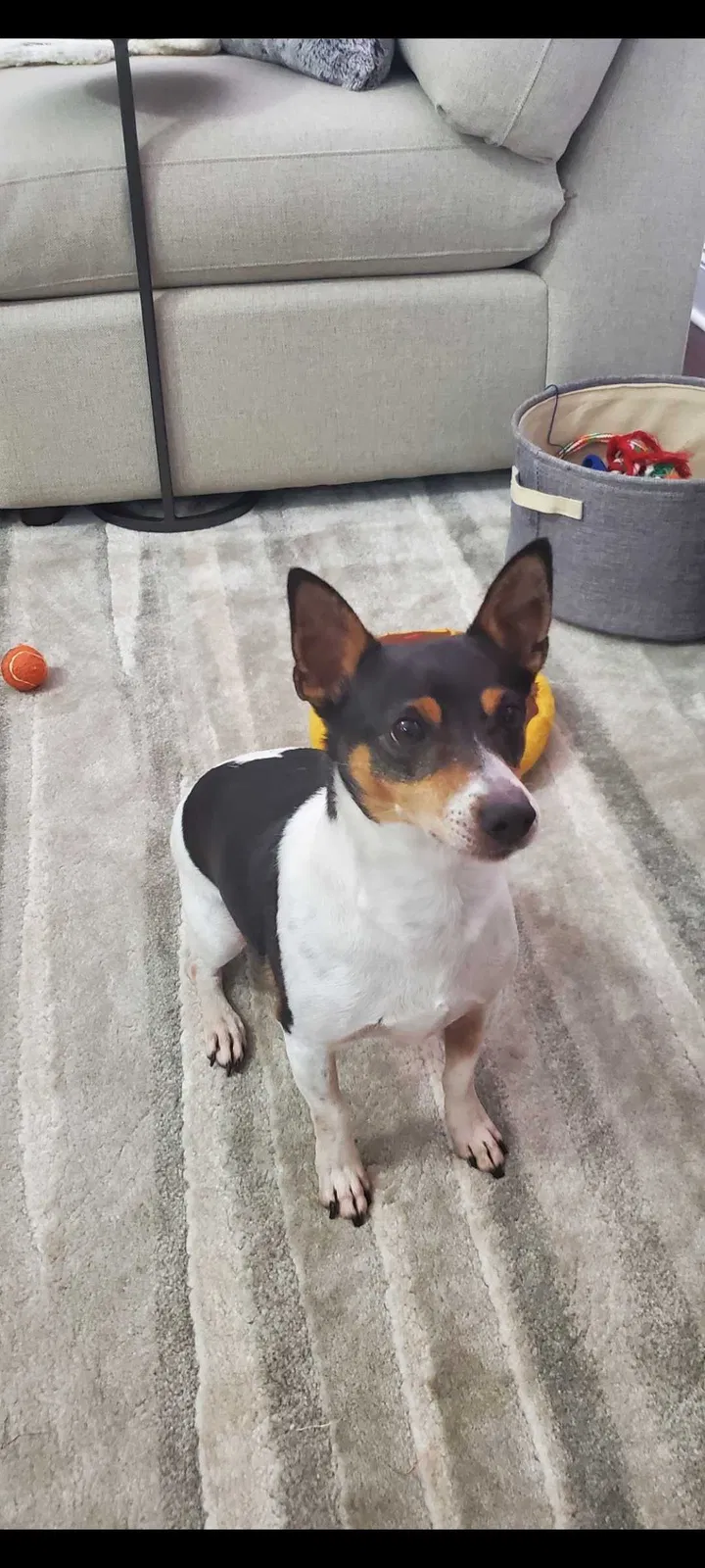 Lost dog in Huntsville, AL, 35803