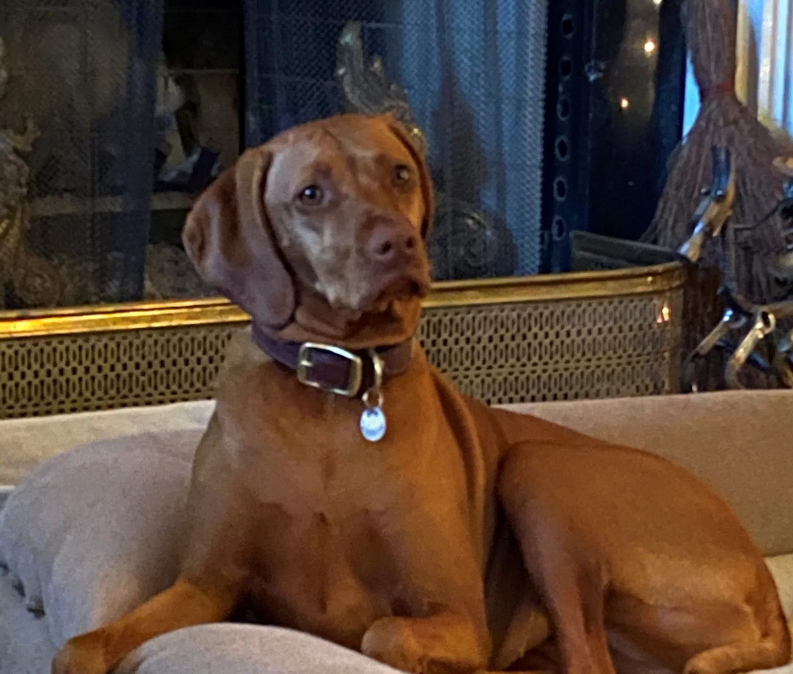 Lost dog in Cumming, GA, 30041