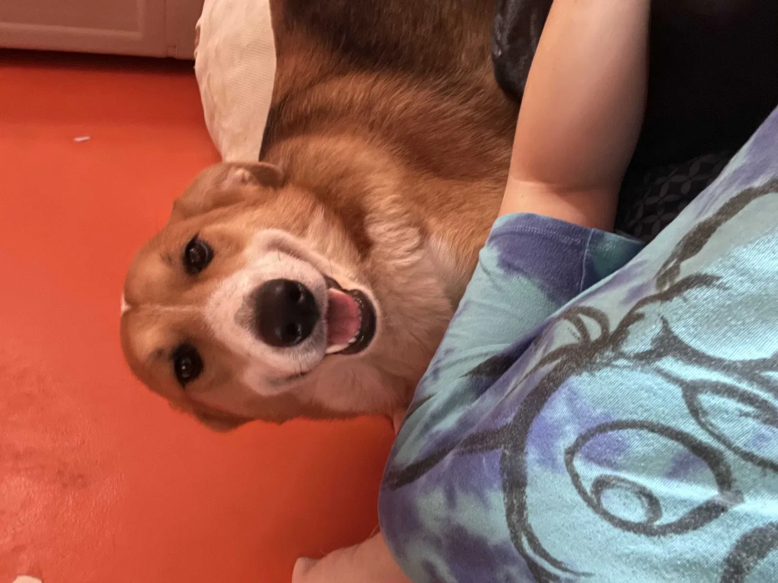 Lost dog in Kinston, NC, 28501