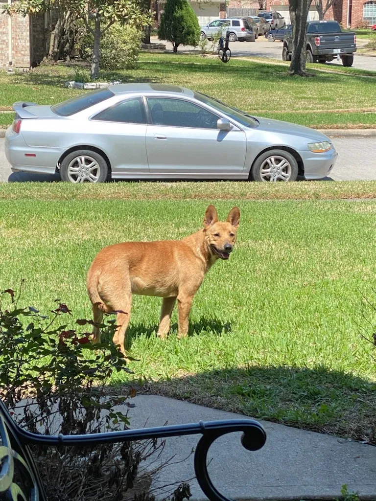 Found dog in Houston, TX, 77064