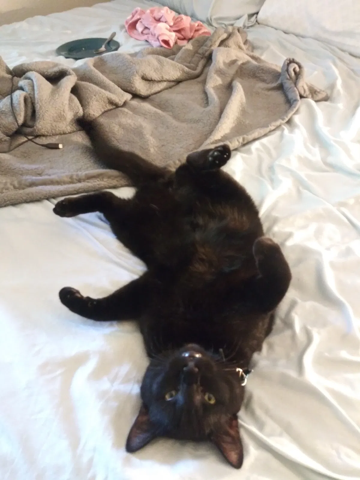 Lost cat in Pensacola, FL, 32526