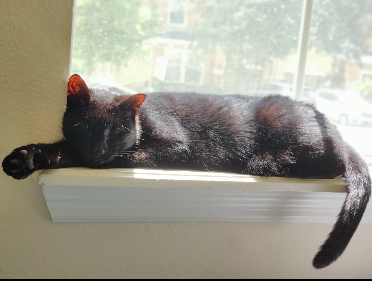 Lost cat in New Smyrna Beach, FL, 32168