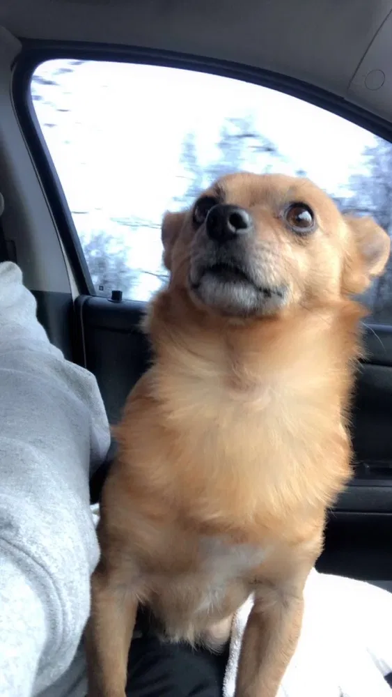 Lost dog in Pleasureville, KY, 40057
