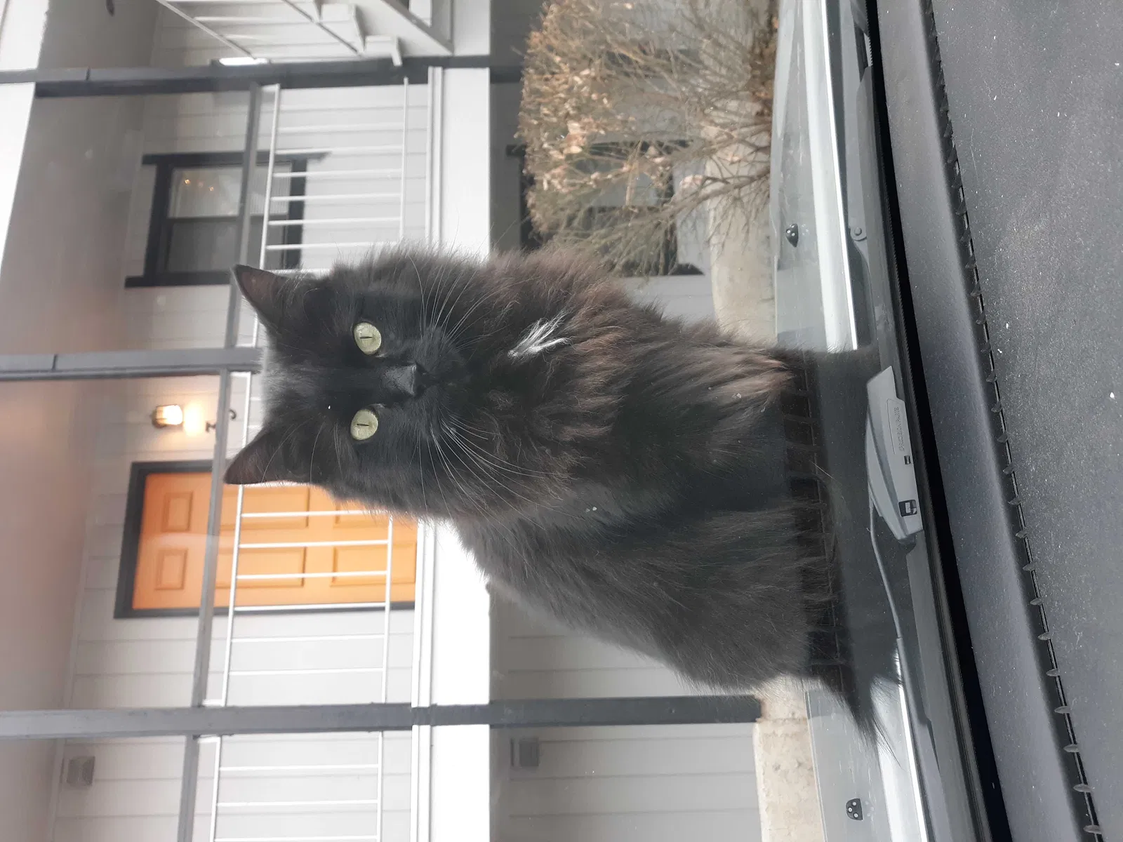 Lost cat in Spokane, WA, 99216
