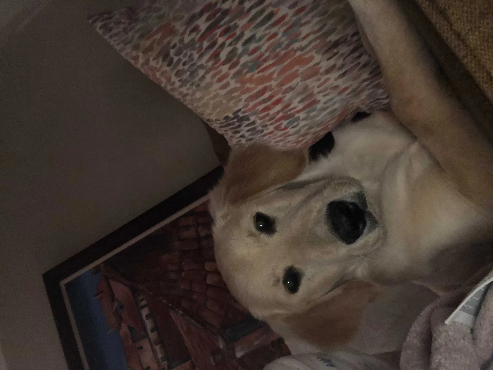 Lost dog in Macon, GA, 31204