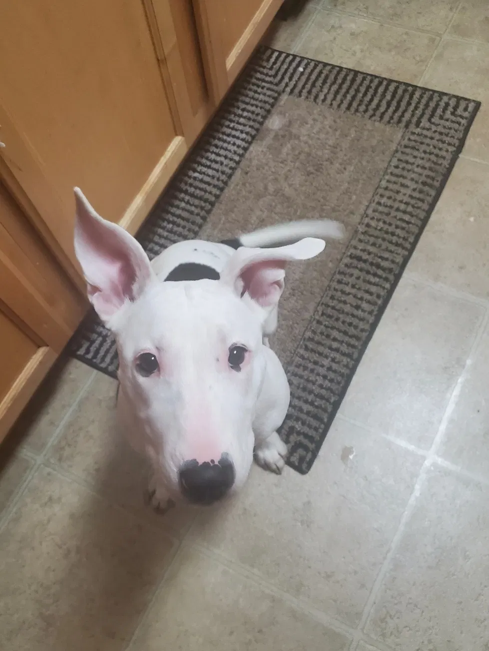 Lost dog in Hendersonville, TN, 37075
