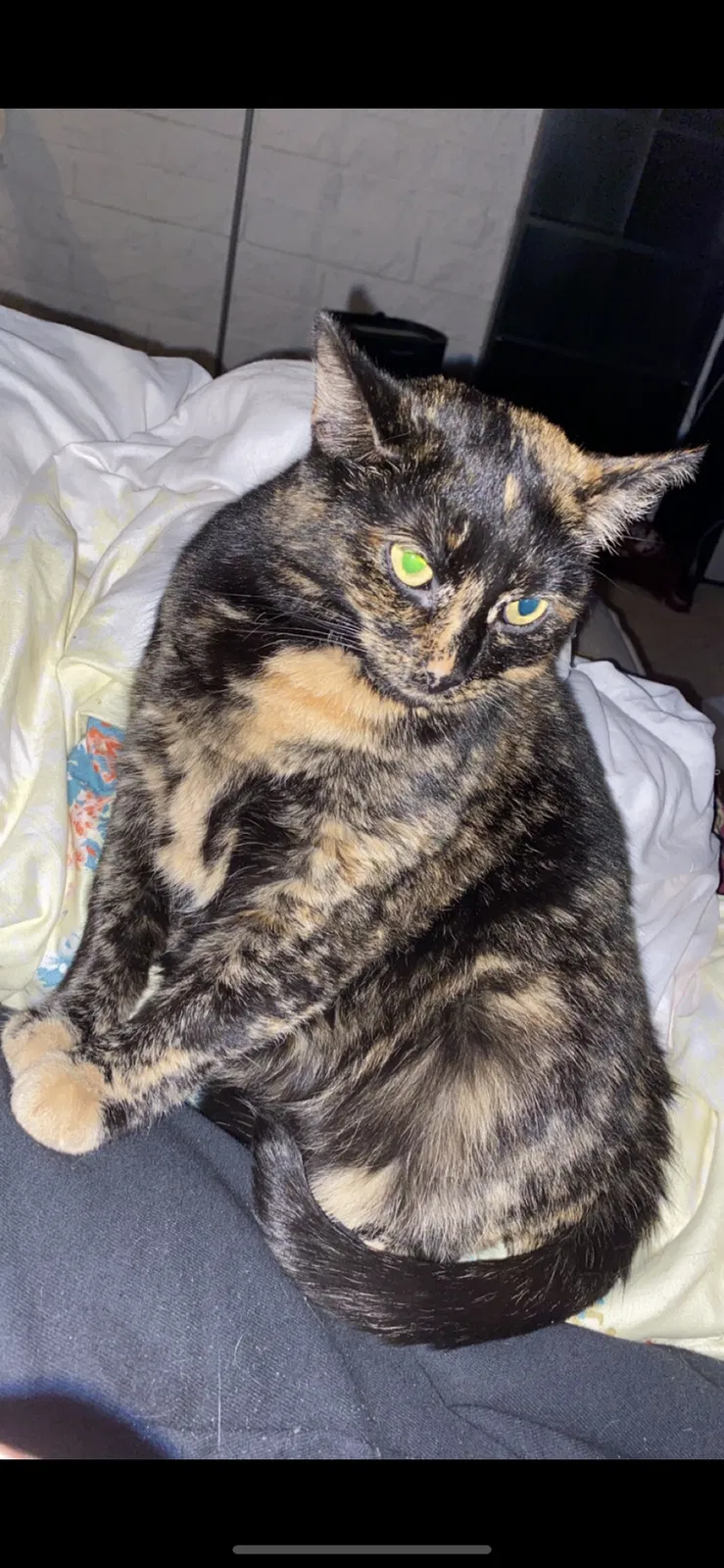 Lost cat in Cleveland, OH, 44135