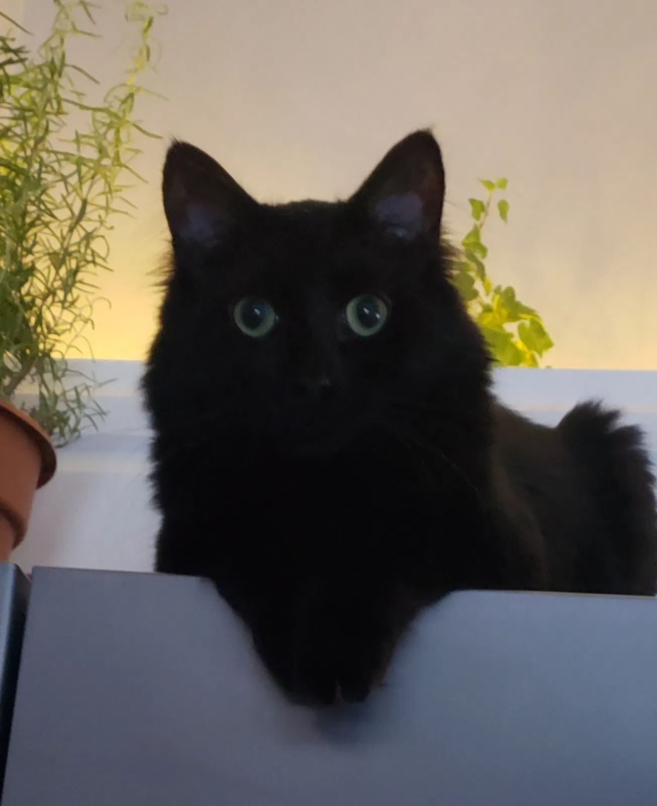 Lost cat in Saint Paul, MN, 55113