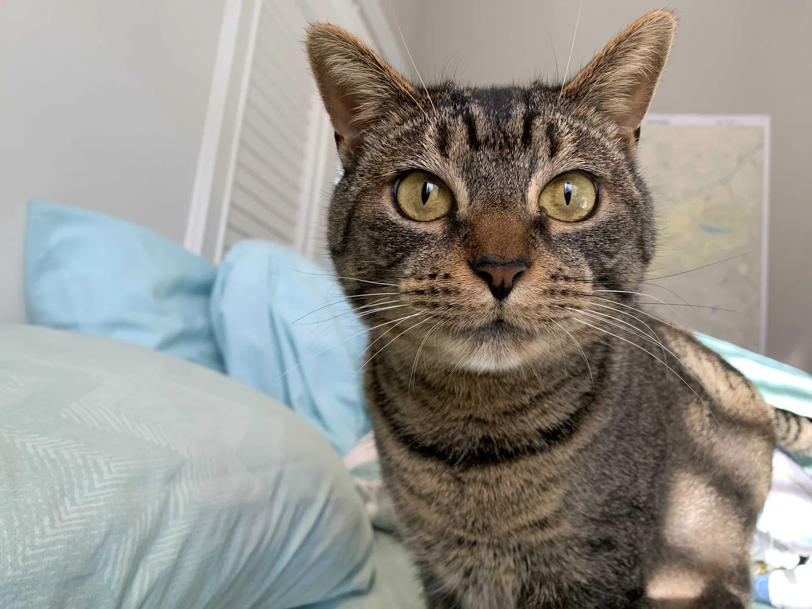 Lost cat in Alpharetta, GA, 30005