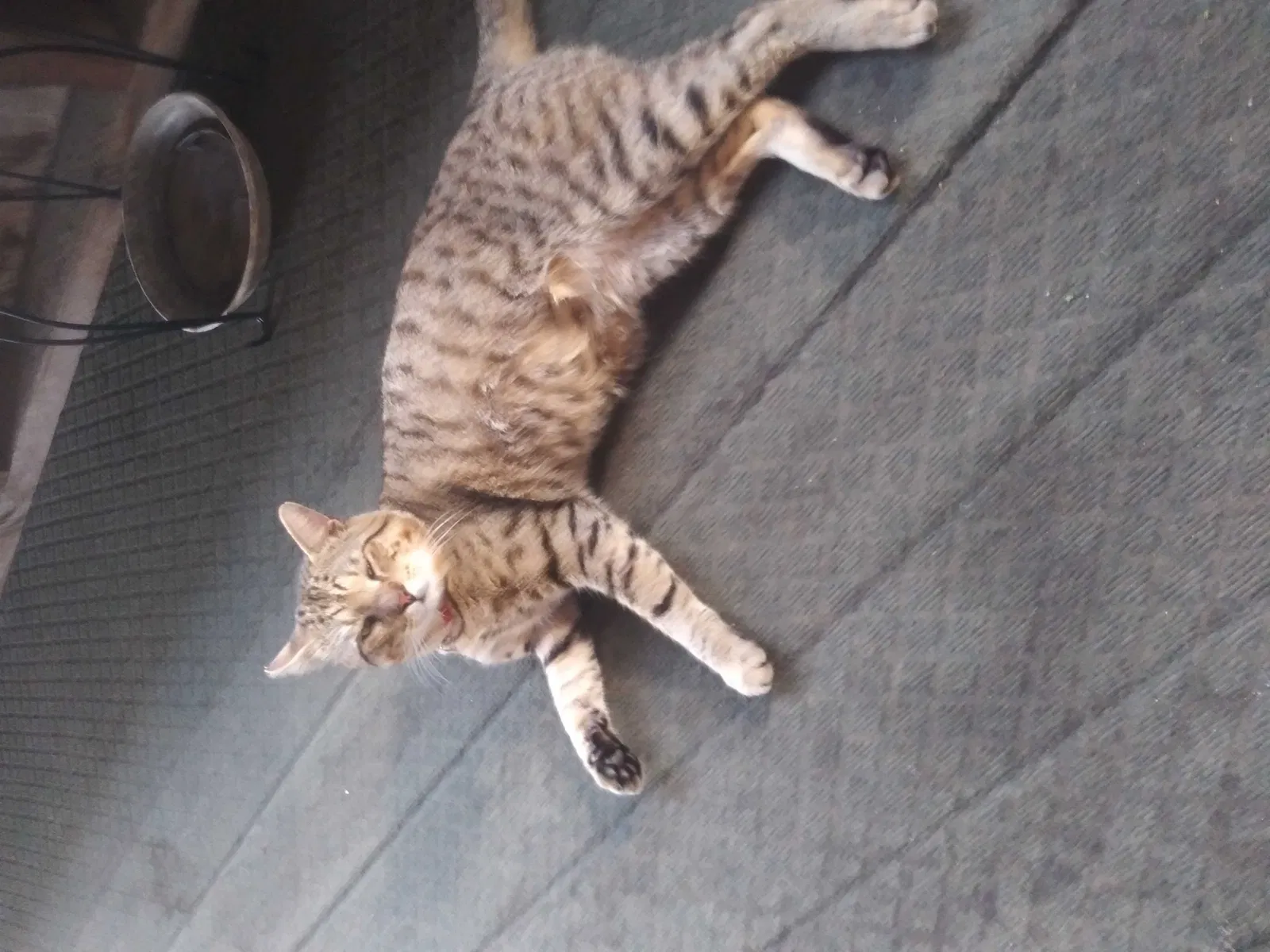 Lost cat in Clermont, FL, 34714