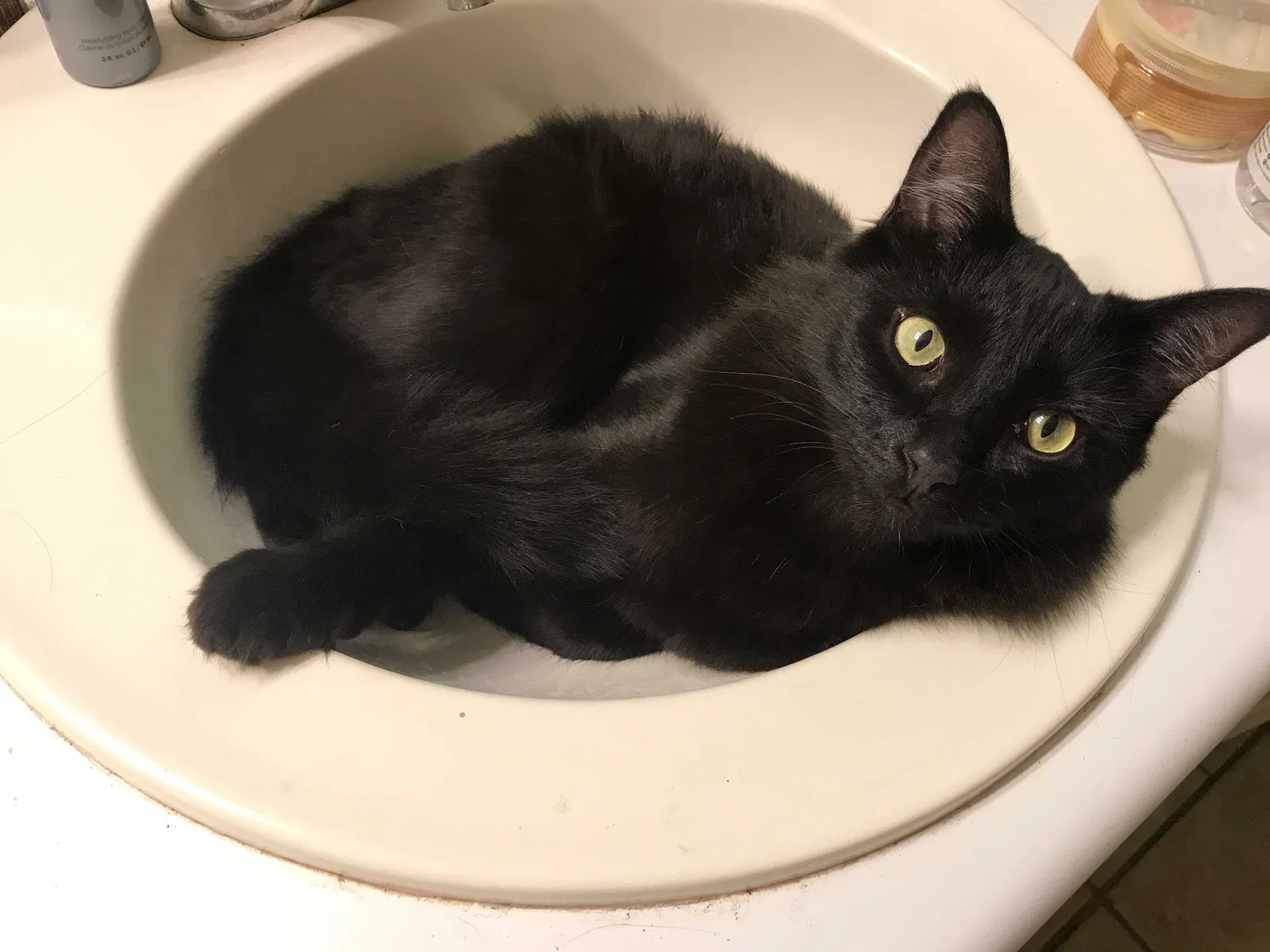 Lost cat in Locust Grove, GA, 30248
