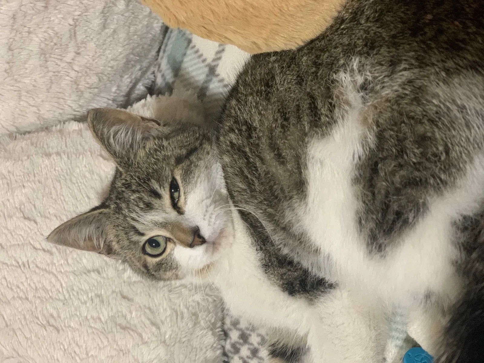 Lost cat in Jacksonville, FL, 32257