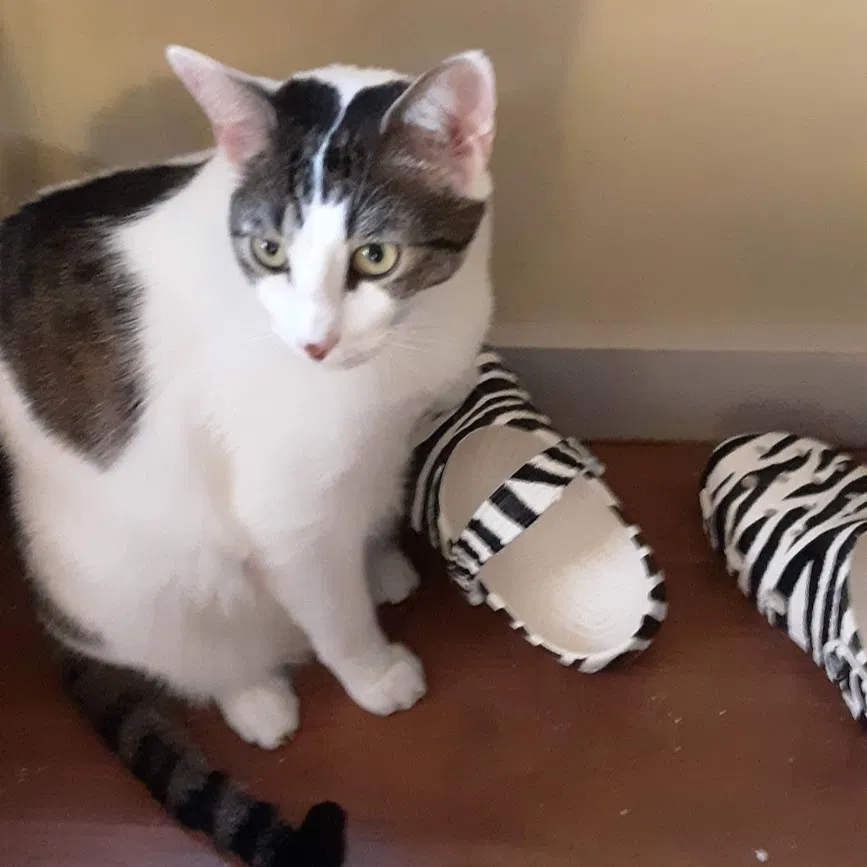 Lost cat in New Orleans, LA, 70119