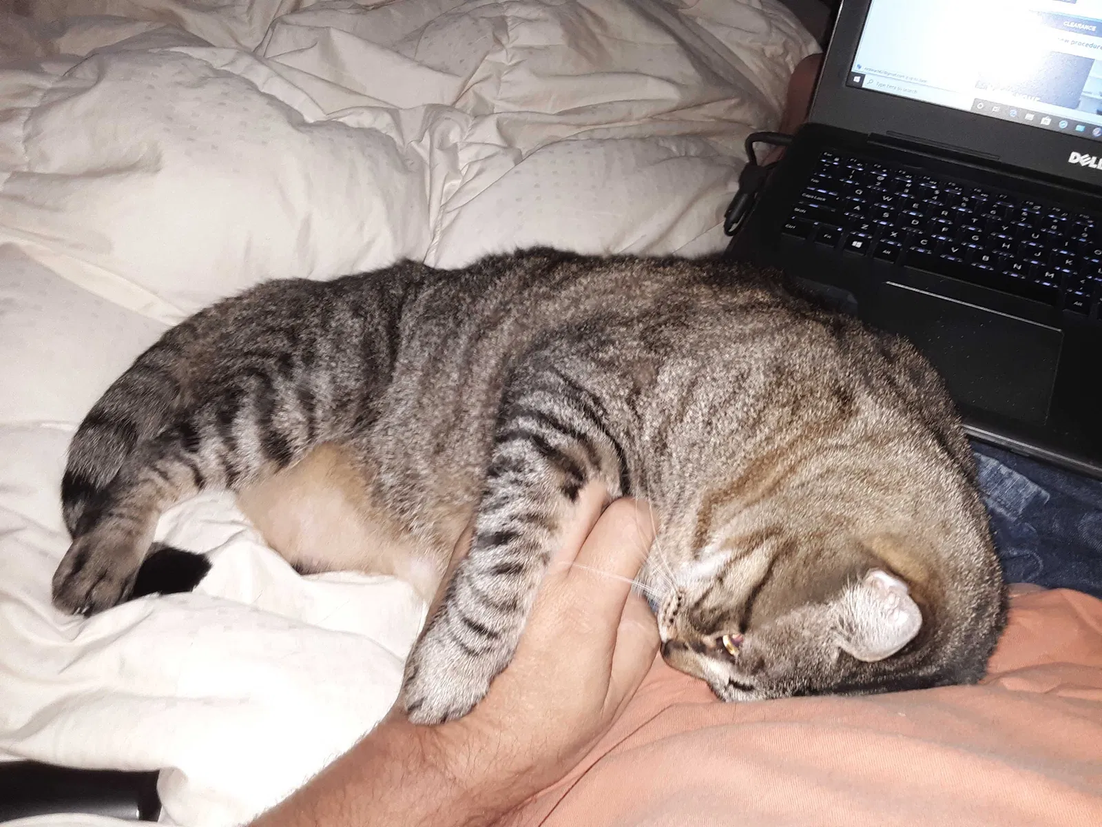 Lost cat in Deltona, FL, 32738
