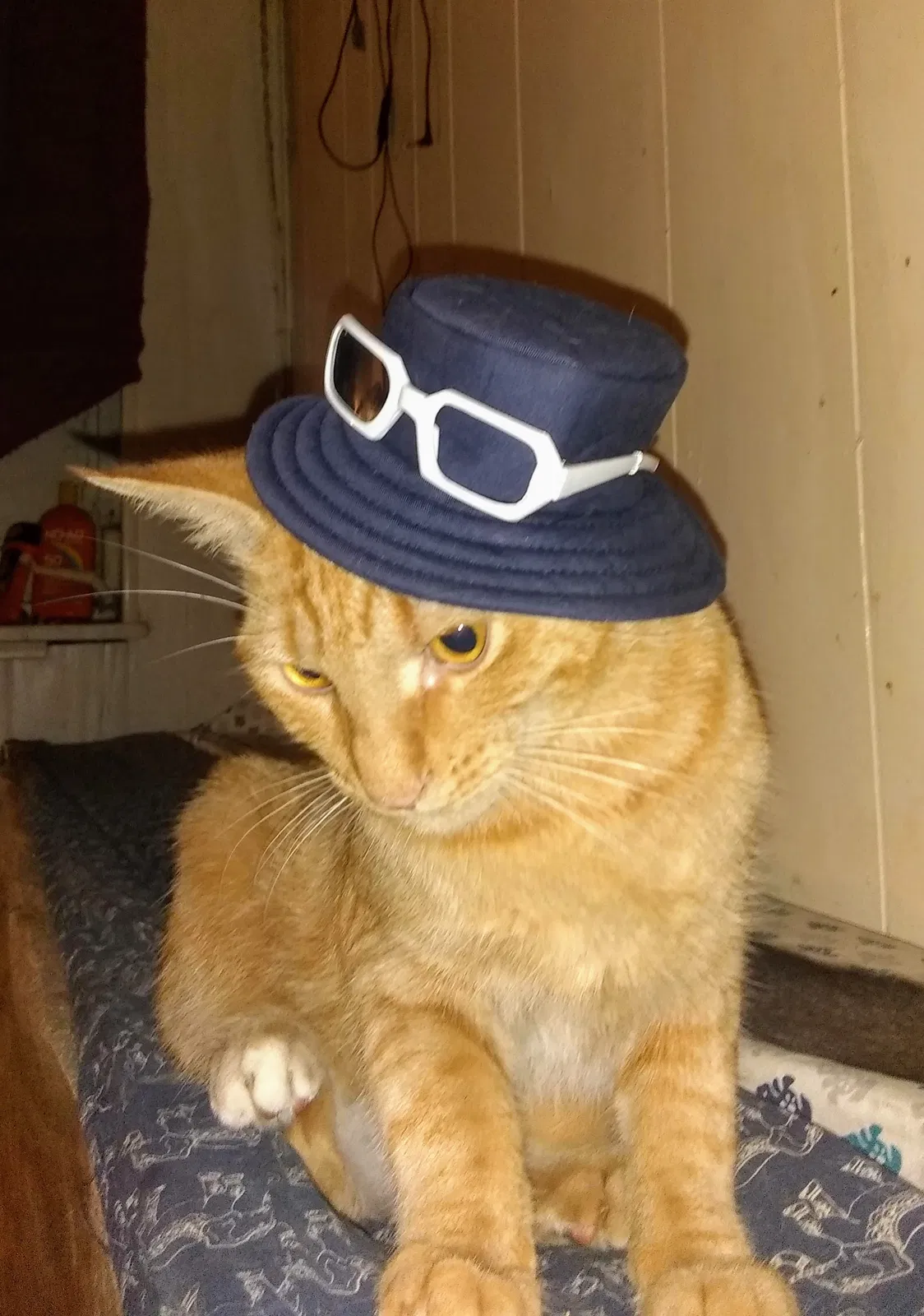 Lost cat in Naples, FL, 34112