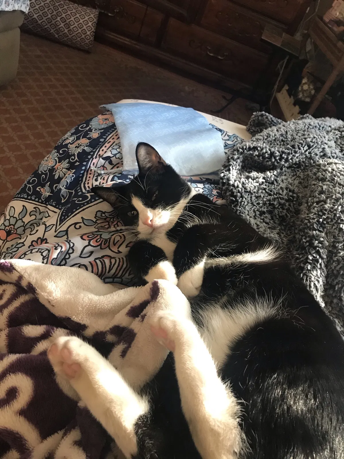 Lost cat in Folsom, PA, 19033