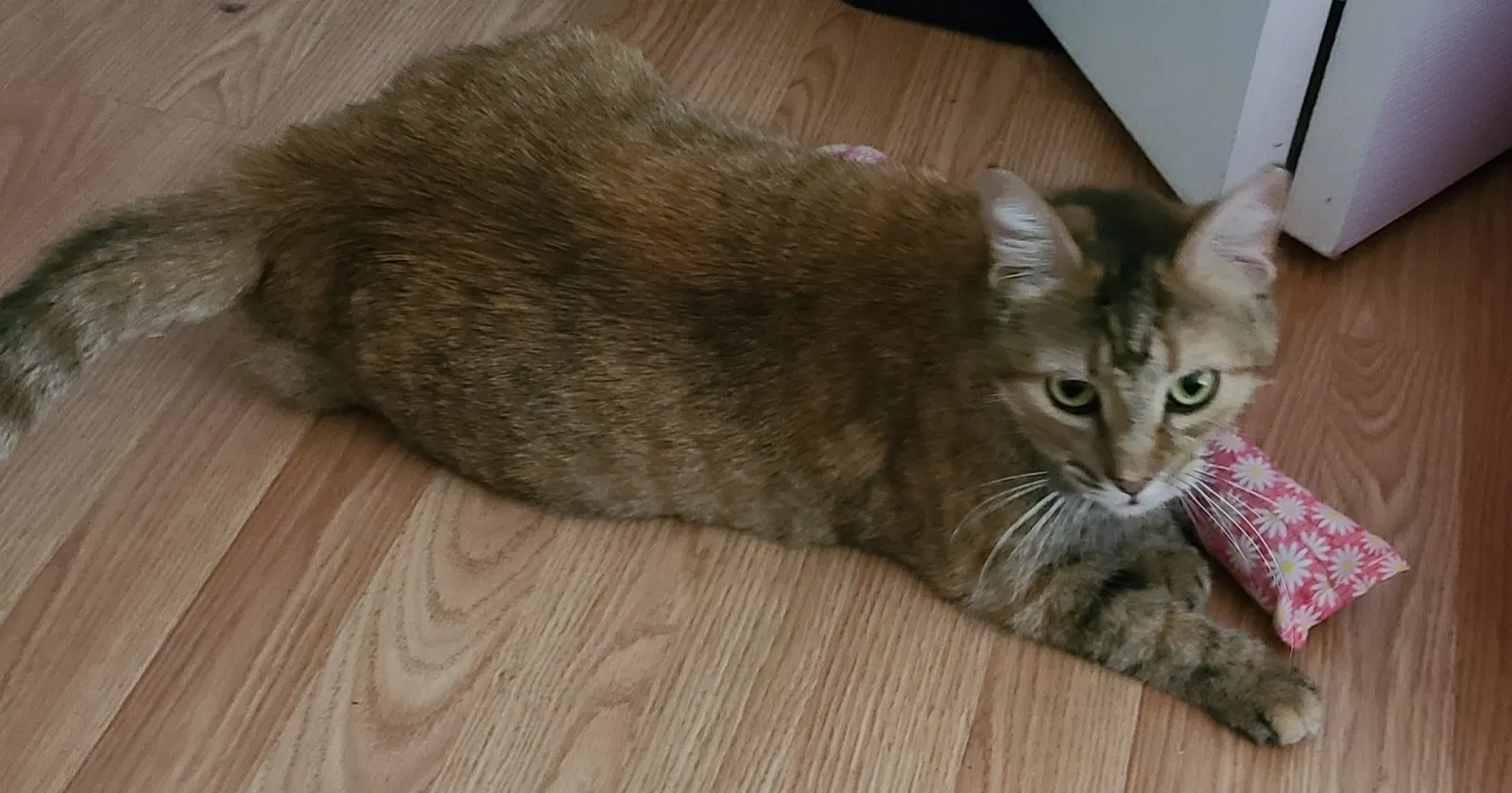 Lost cat in Philadelphia, PA, 19148