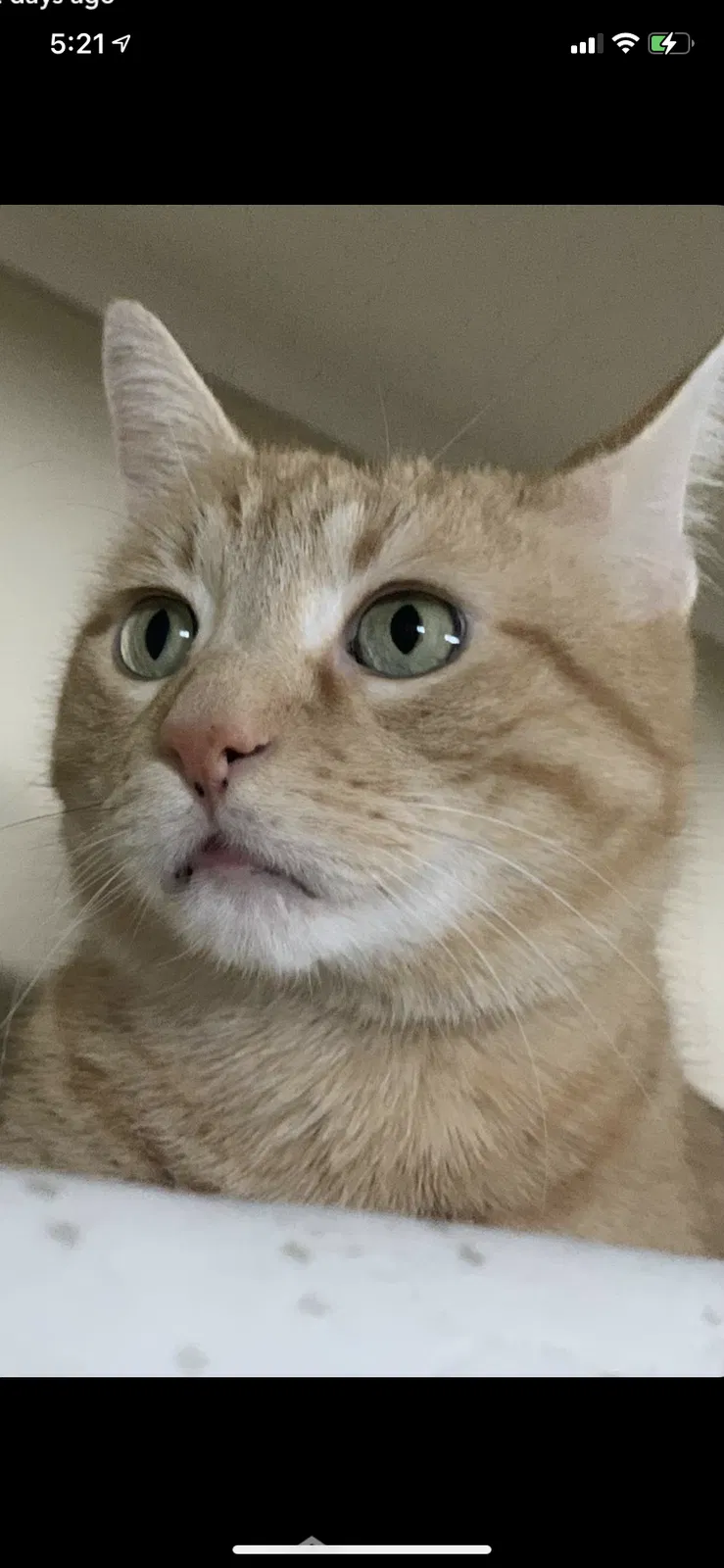 Lost cat in Carpentersville, IL, 60110