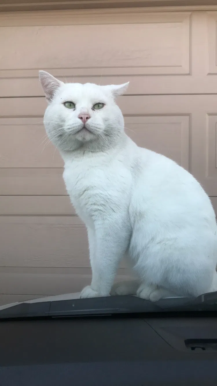 Lost cat in Huntington Park, CA, 90255