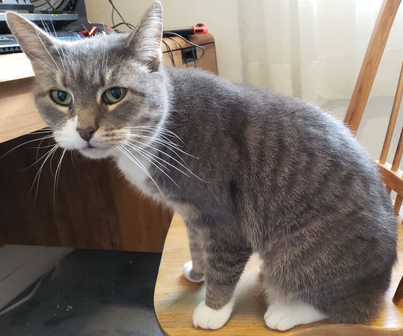 Lost cat in College Park, MD, 20740