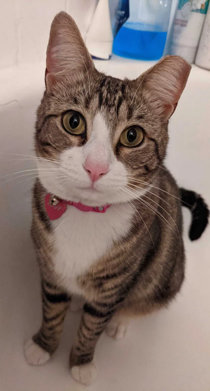 Lost cat in Houston, TX, 77043
