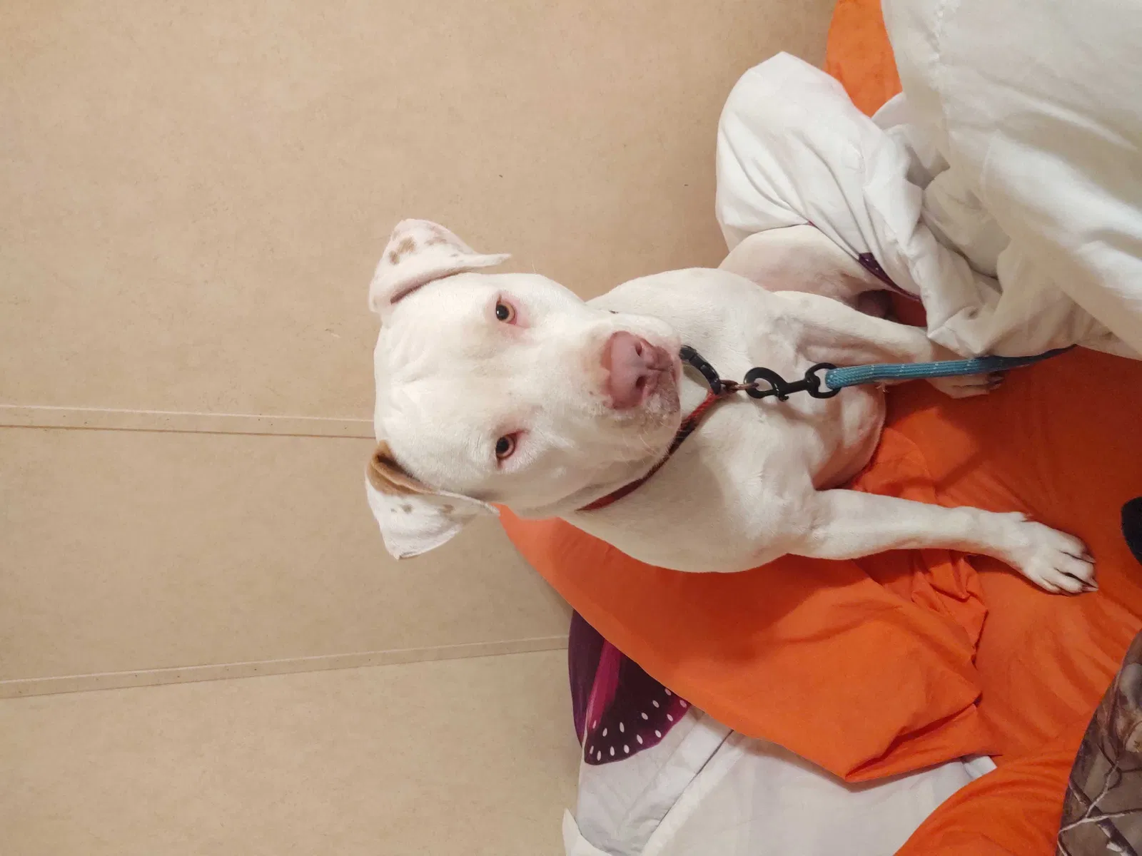 Found dog in Walsenburg, CO, 81089