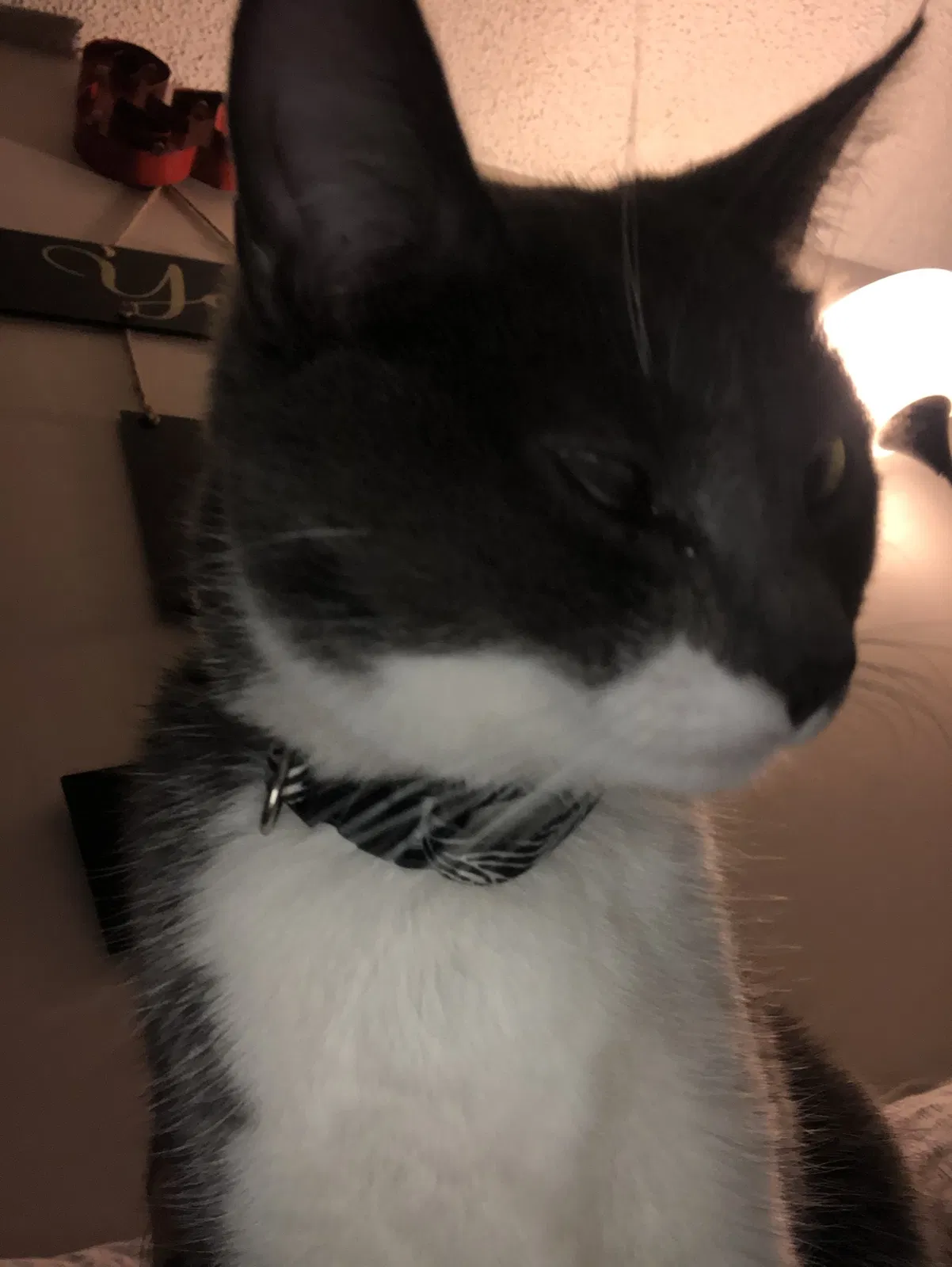 Lost cat in Englewood, CO, 80111