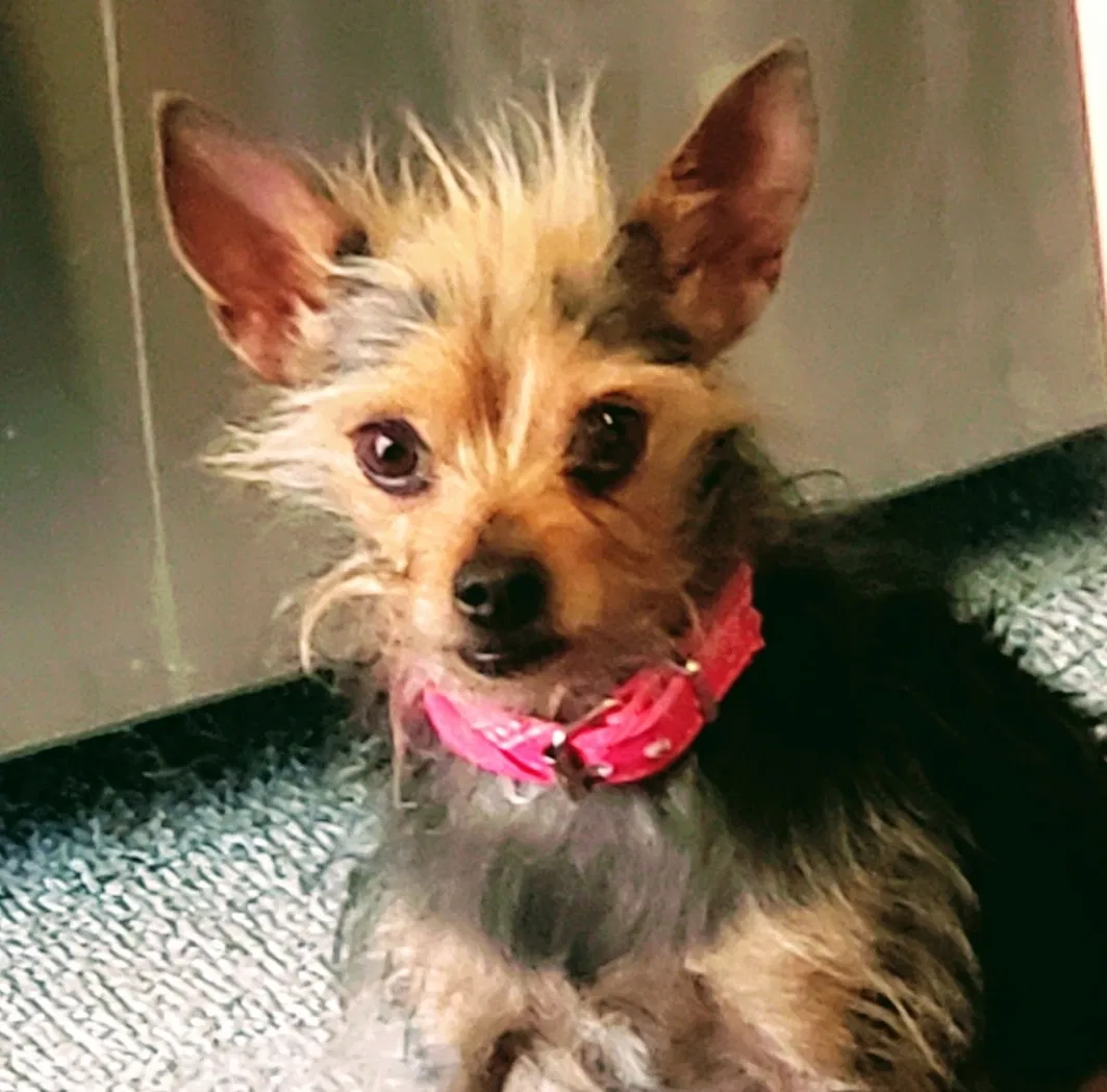 Lost dog in Granada Hills, CA, 91344