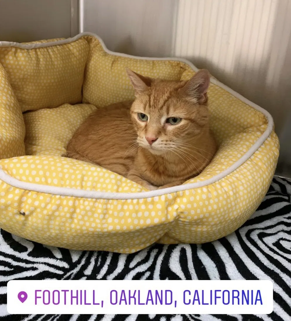 Lost cat in Oakland, CA, 94603