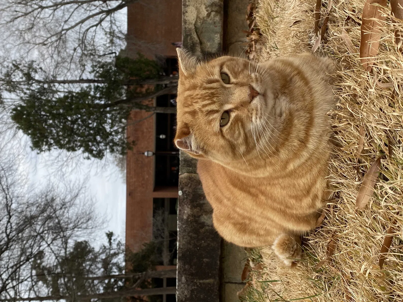 Lost cat in Conway, AR, 72032