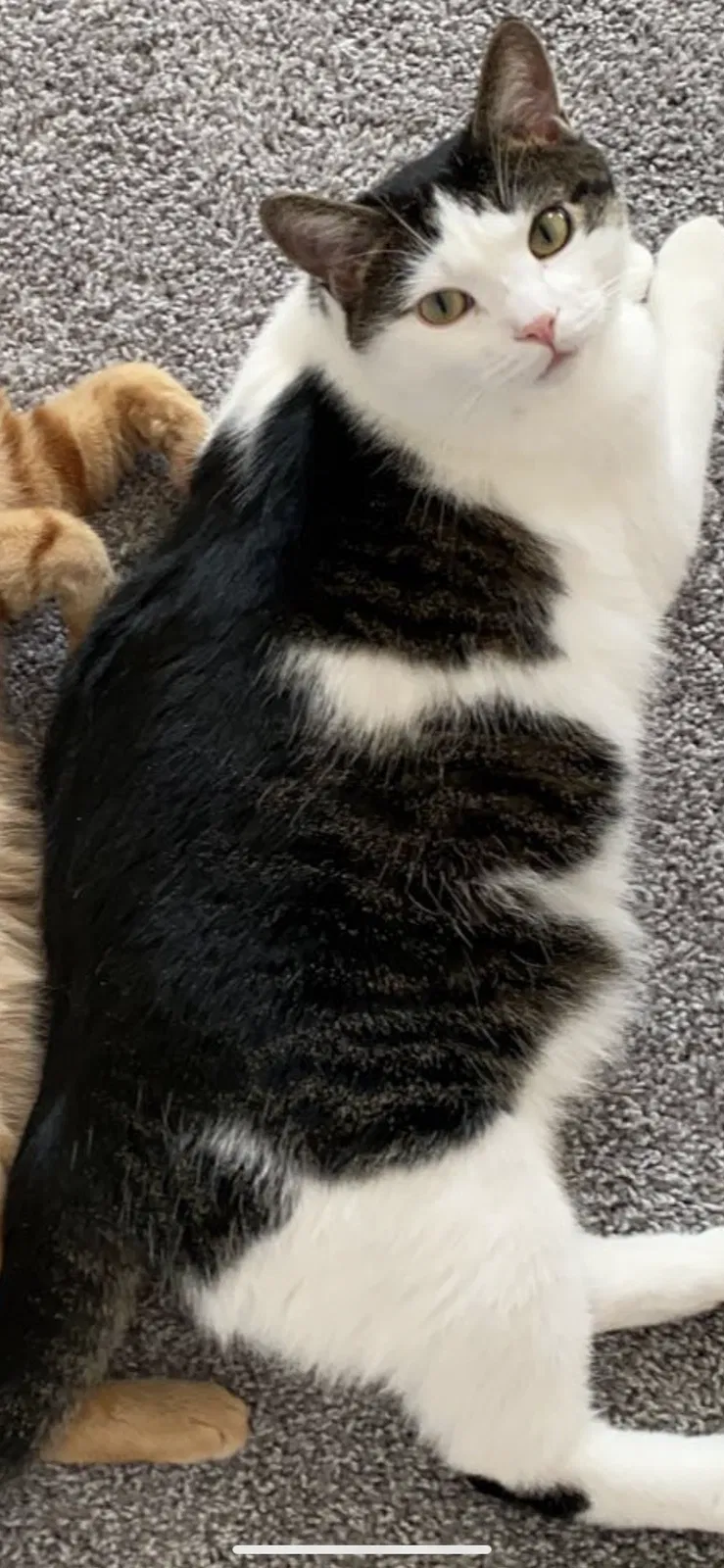 Lost cat in Grove City, OH, 43123