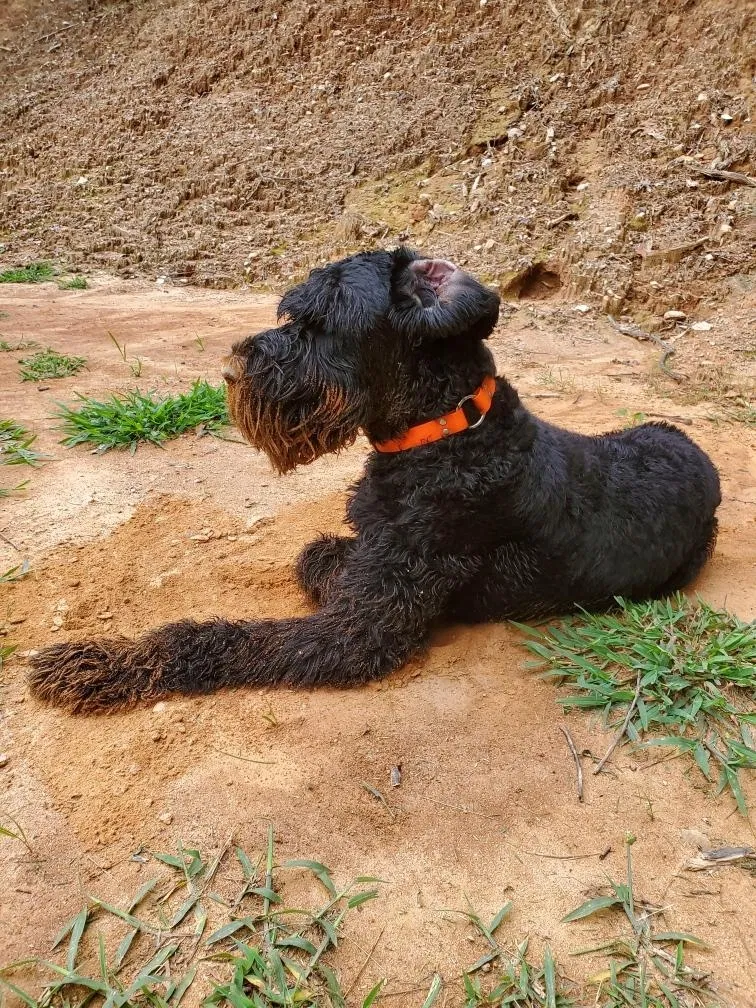 Lost dog in Landrum, SC, 29356