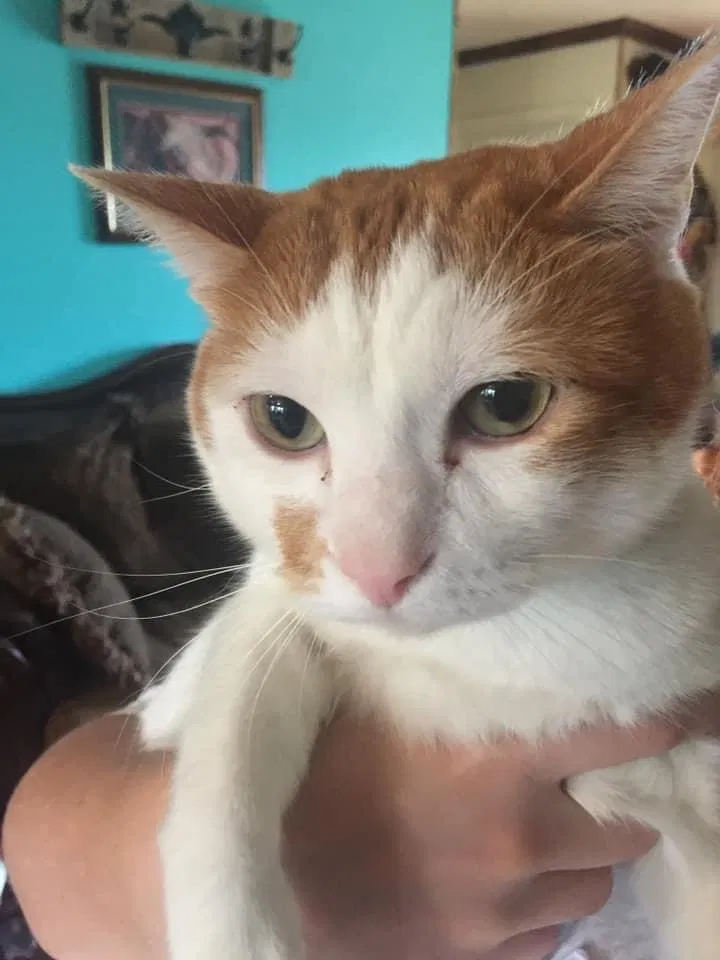 Lost cat in Pembine, WI, 54156