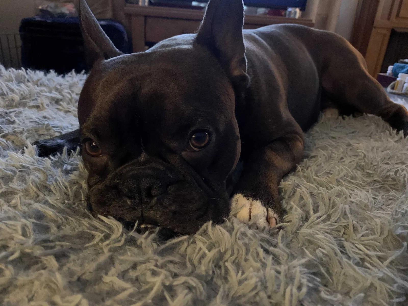 Lost dog in Janesville, WI, 53548