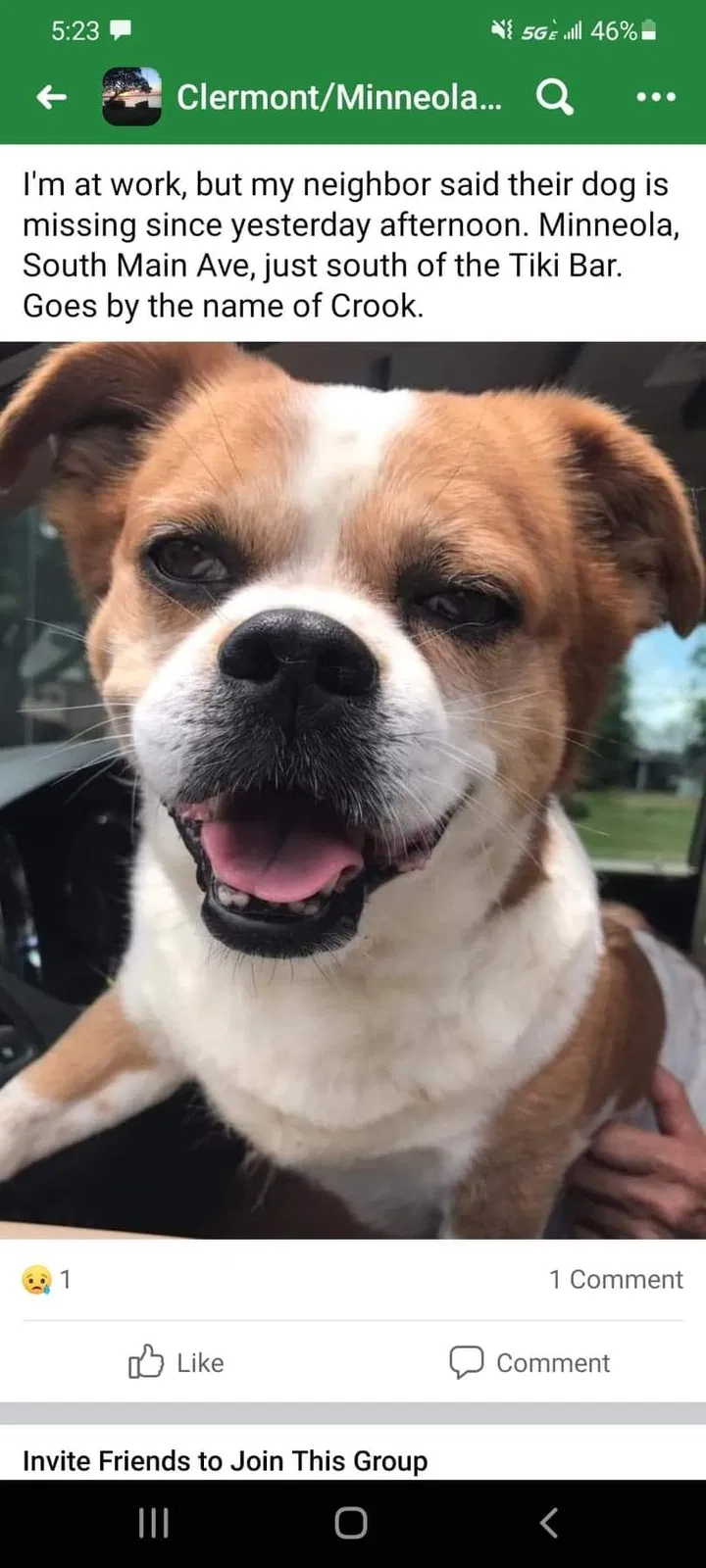 Lost dog in Clermont, FL, 34715