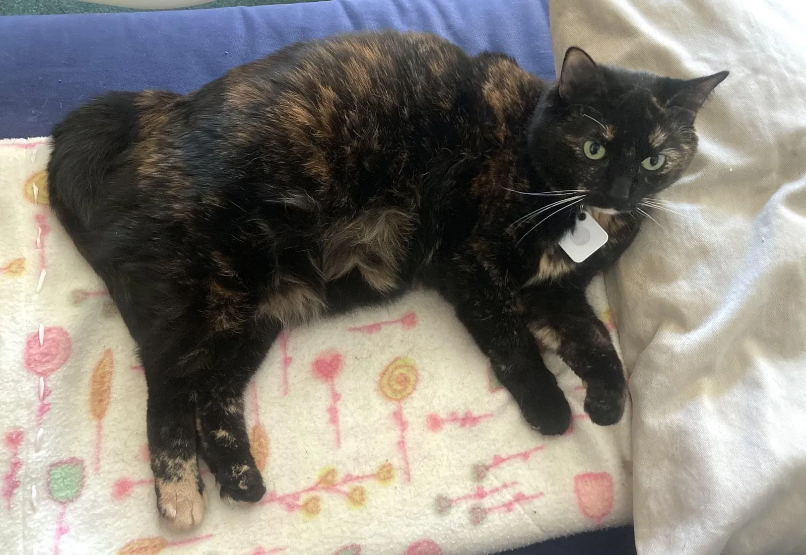 Lost cat in Solon, OH, 44139