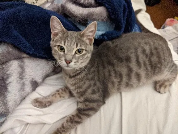 Lost cat in West Chester, OH, 45069