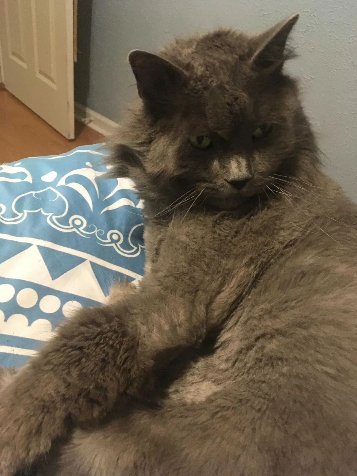 Lost cat in Austin, TX, 78723
