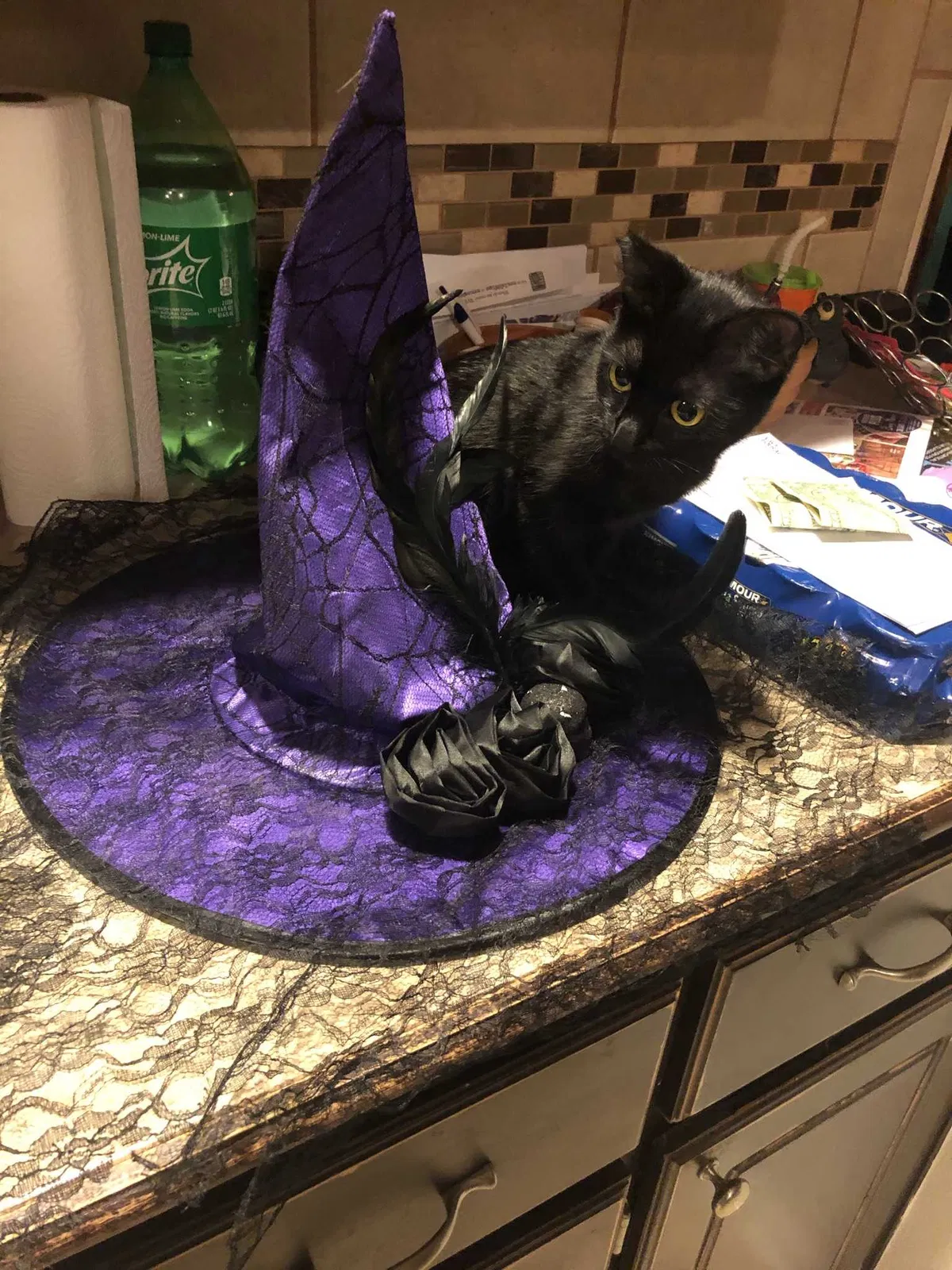 Lost cat in Unknown, WI, 51456
