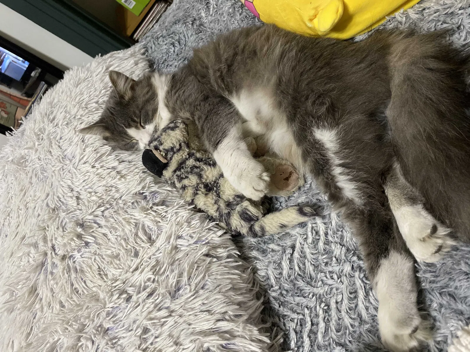 Lost cat in York, PA, 17401