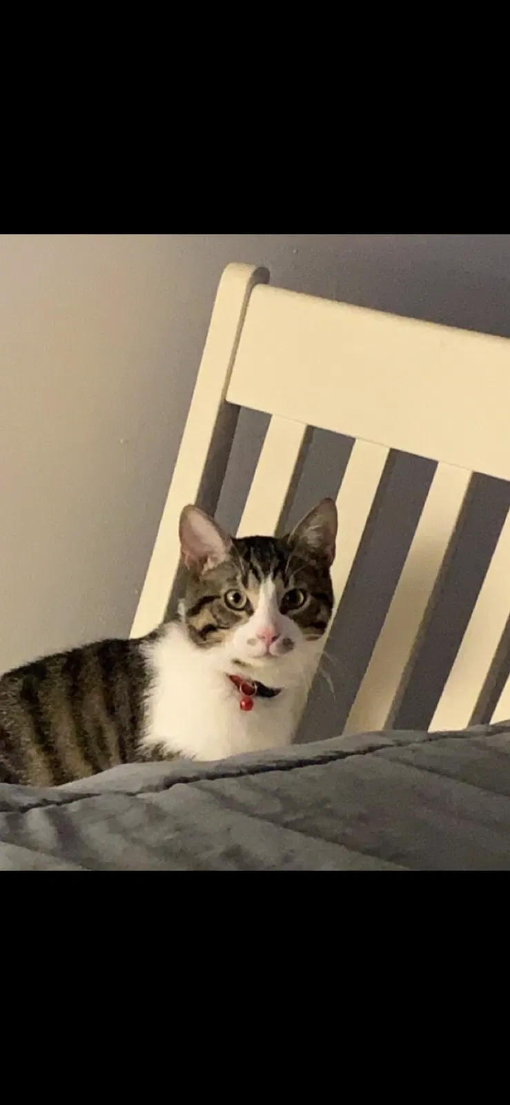 Lost cat in Newark, OH, 43055
