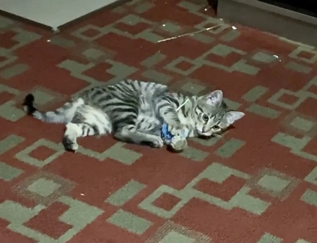 Lost cat in Maywood, CA, 90270