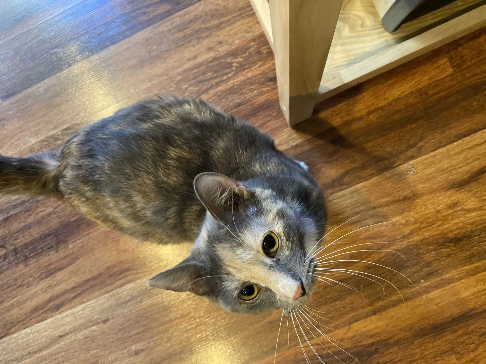 Lost cat in Wernersville, PA, 19565