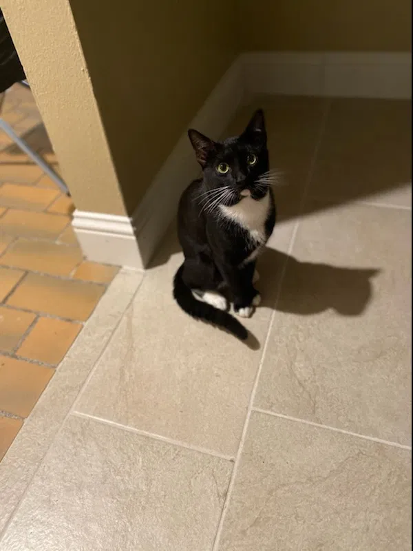 Lost cat in Dallas, TX, 75233