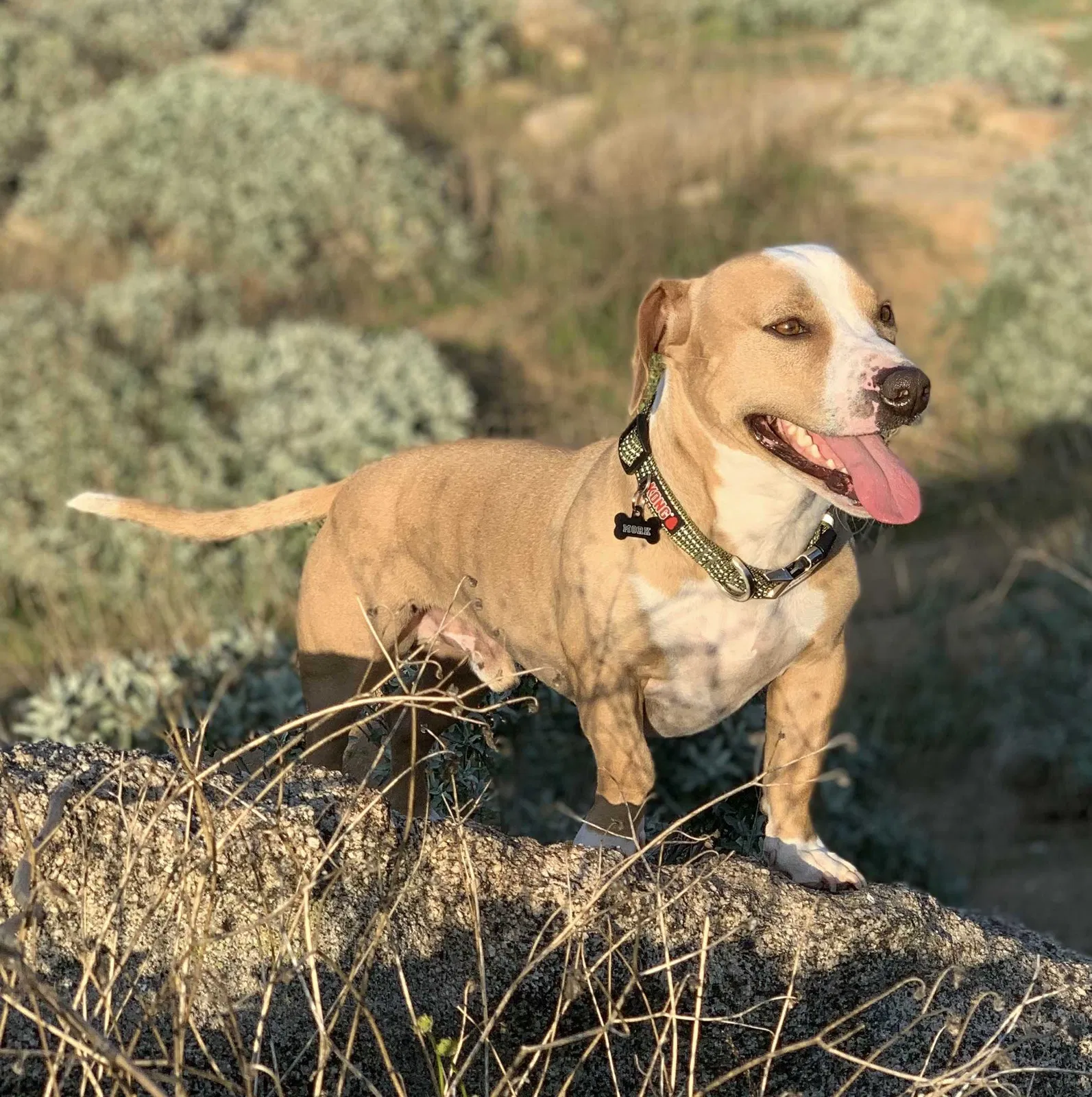 Lost dog in Fontana, CA, 92337