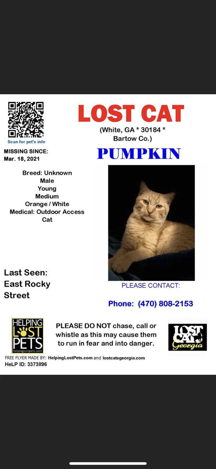 Lost cat in White, GA, 30184