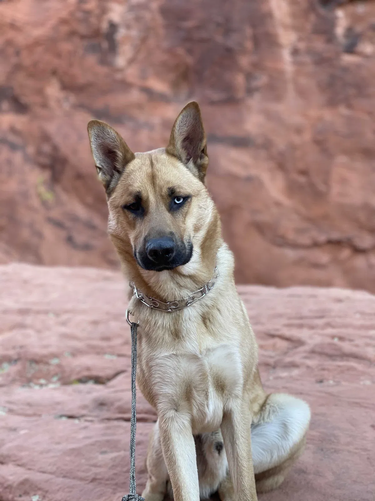 Lost dog in Escondido, CA, 92025